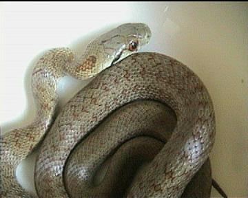 Zamenis longissimus